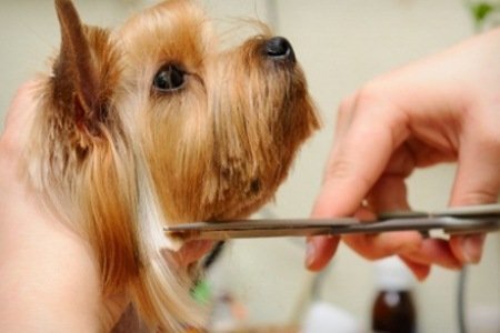 frizerie canina