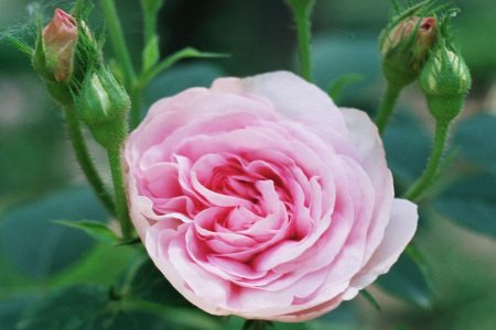 Ce este ceaiul de trandafir si are beneficii pentru sanatate?